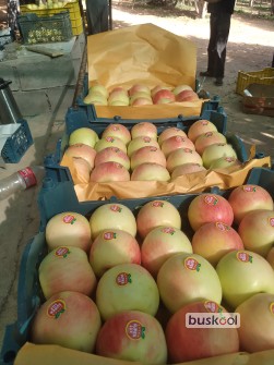 سیب گلدان