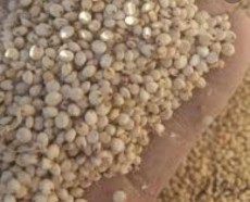 ذرت سفید سورگوم