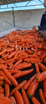 هویج لوکس بازار