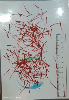 زعفران نگین اول فصلی درشت اکسترا