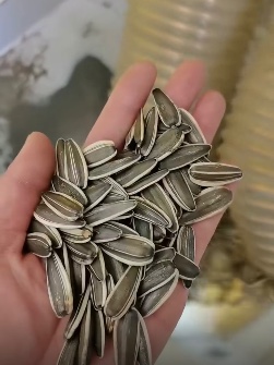 تخمه افتابگردان تی شیش