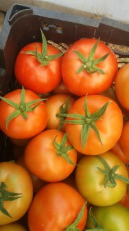 گوجه فرنگی 4129