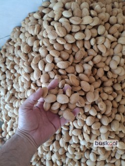 بادام شاپوری