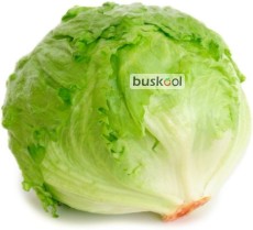 کاهو پیچ صادراتی