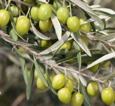 نهال زیتون خوراکی فیشمی  مانزالیا  اربیکن  دزفول  روغنی  کنسروالیا