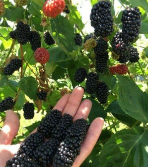 نهال شاه توت و خرمایی