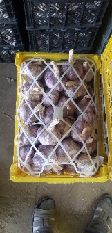سیر خشک قرمز
