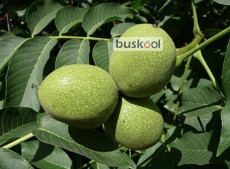 گردوی تازه تویسرکان