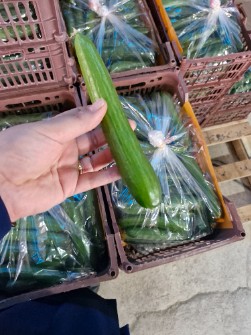 خیار گلخانه ای سبد با پلاستیک نانو