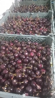 البالو مجاری و رسمی ومنجمد