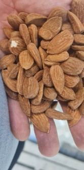 مغز بادام شاهرودی 7