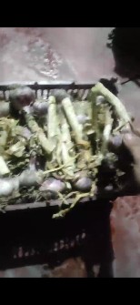 سیر سر زده سردخانه ای