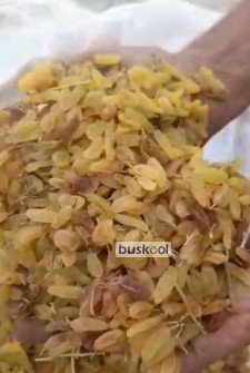 کشمش زرد قلمی