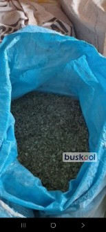 اویشن برگ پهن اردکان