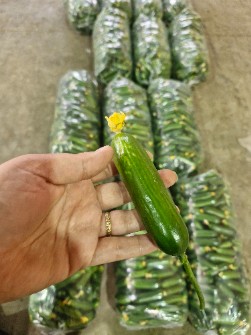 خیار اصلاحی گلخانه ای یزد
