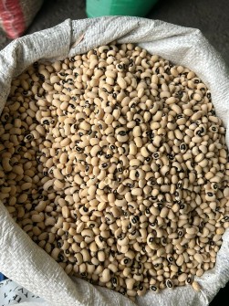 لوبیا چشم بلبلی ماداگاسکار