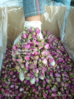 غنچه گل محمدی دارابی