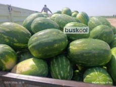 هندوانه بیضی صادراتی