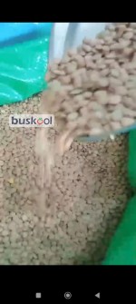 عدس درشت روس سبز تازه