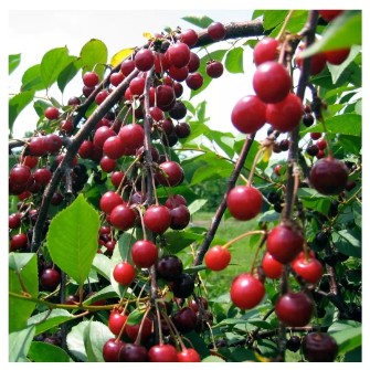 نهال آلبالو پیوندی