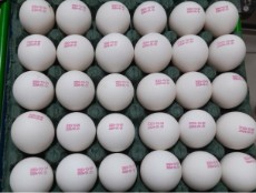 تخم مرغ درجه یک داخلی و صادراتی