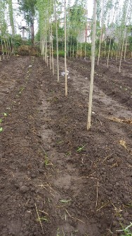 نهال صنوبرسفید اصلاح شده ترکیه ای