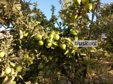 سیب سبز براق ، گرنی اسمیت