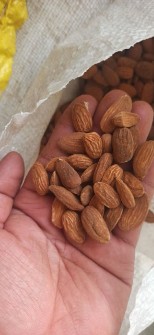 بادام تلخ درختی و افغان
