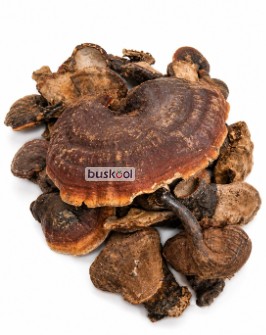 قارچ گانودرما