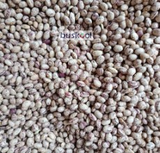 لوبیا چیتی ایرانی درجه یک دستچین و خوشپخت
