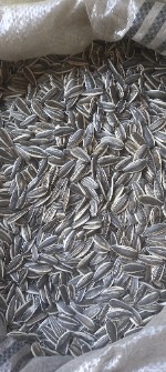 تخمه کدو و آفتابگردان