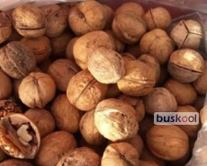گردو معمولی اقتصادی
