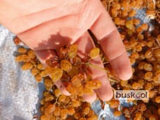 کشمش تیزابی پلویی قهوه ای