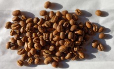 دان قهوه ربوستا پی بی لایت