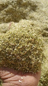 بابونه آلمانی