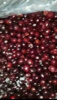 آلبالو رسمی