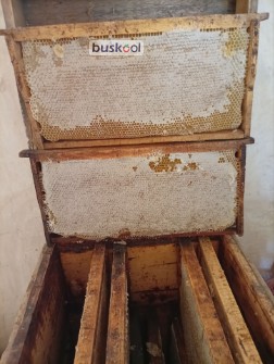 عسل گون و آویشن