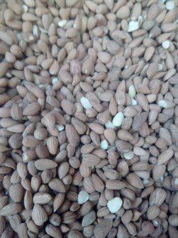 بادام تلخ کوهی