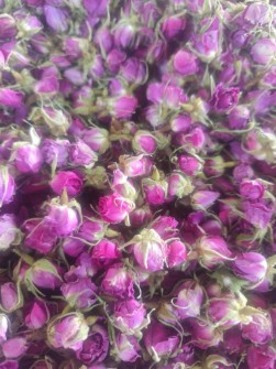غنچه گل محمدی