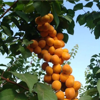 نهال زردآلو انبه ای آناناسی شاهرودی