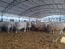 گوسفند چند قلوزای رومن فرانسوی