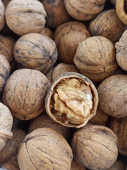 گردو چهارمحال و بختیاری