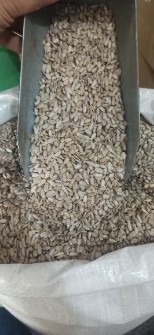 مغز تخمه افتابگردان