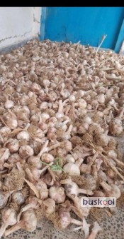 سیر جویبار