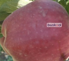 سیب قرمز