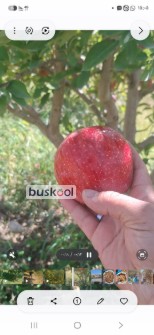 سیب پادنا