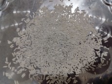 برنج هاشمی تالش الک شده 2