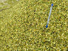 دندانه مغز پسته دوپوست