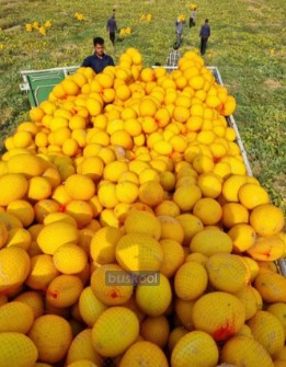 خربزه طلایی لوکس