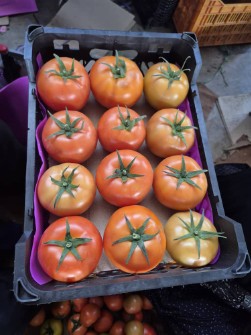 گوجه گلخانه ای